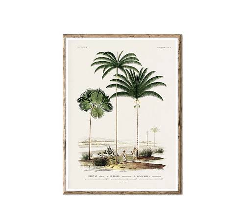 Πίνακας γκραβούρα φοίνικες, 50x70cm PI333
